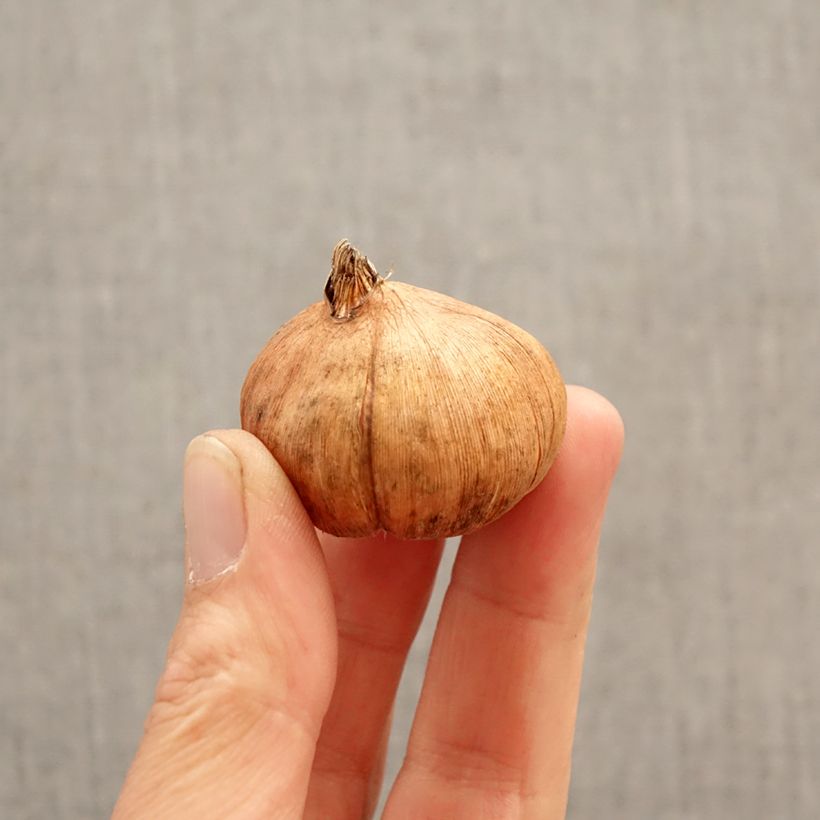 Exemplar von Großblütige Gladiole Triton - Gladiolus Zwiebel Kaliber/Größe 12/14 wie im Frühjahr geliefert