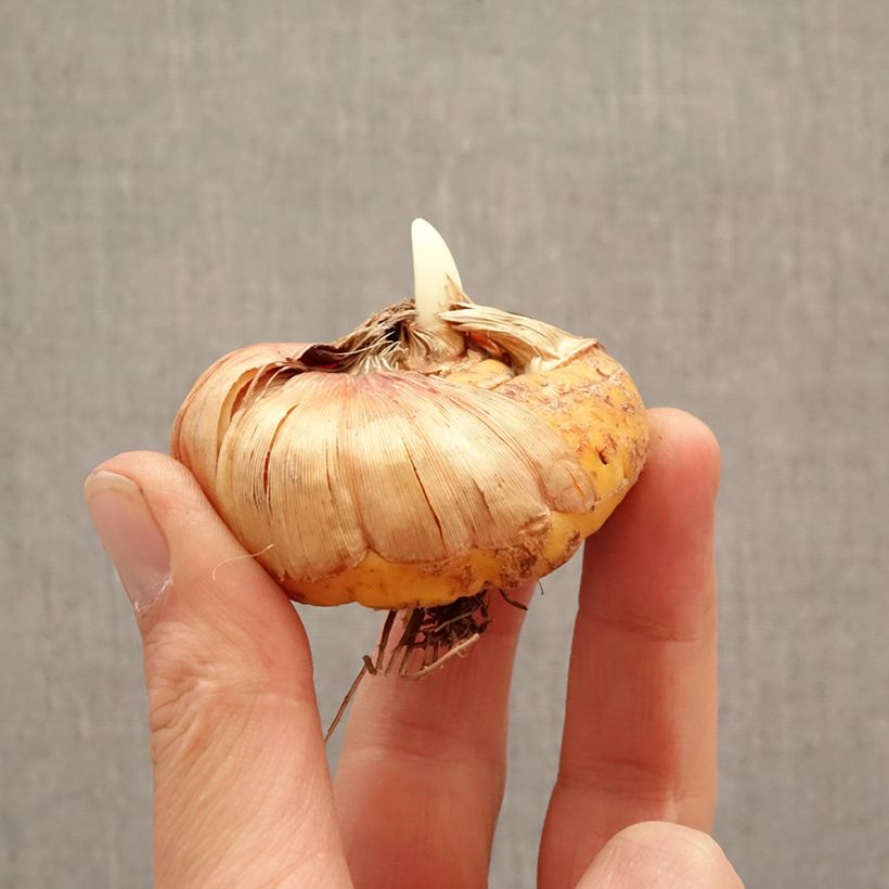 Exemplar von Großblütige Gladiole Vista- Gladiolus Zwiebel Kaliber/Größe 14+ wie im Frühjahr geliefert