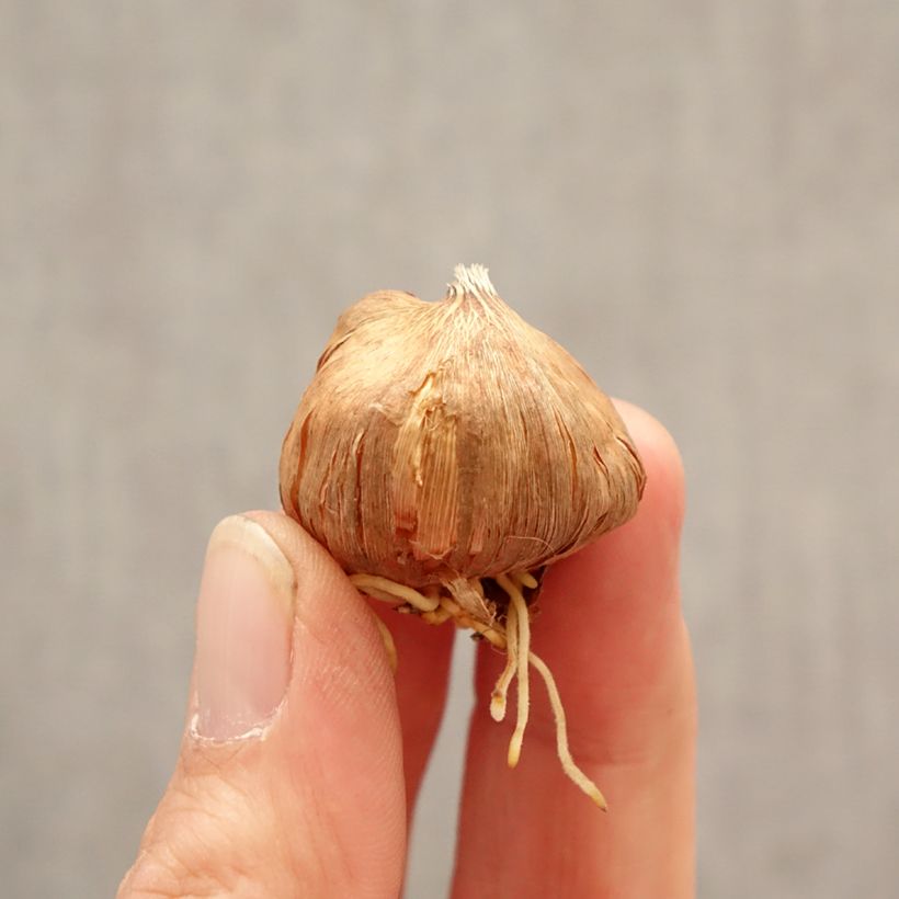 Exemplar von Kleinblütige Gladiole Gladdies Peter - Gladiolus Zwiebel Kaliber/Größe 8+ wie im Frühjahr geliefert