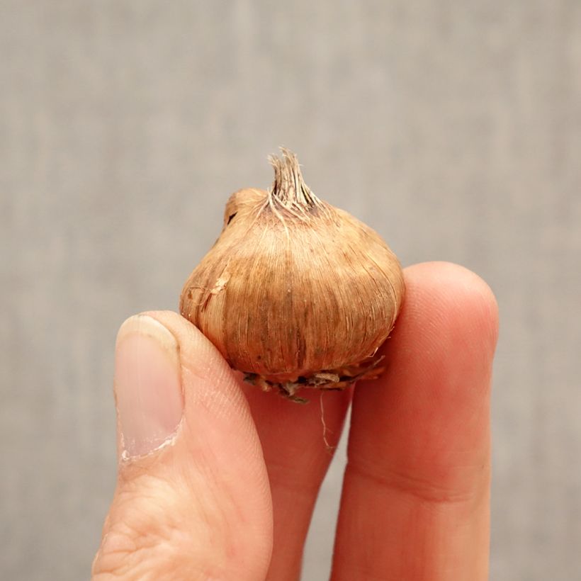 Exemplar von Kleinblütige Gladiole Glamini Lia - Gladiolus Zwiebel Kaliber/Größe 8+ wie im Frühjahr geliefert