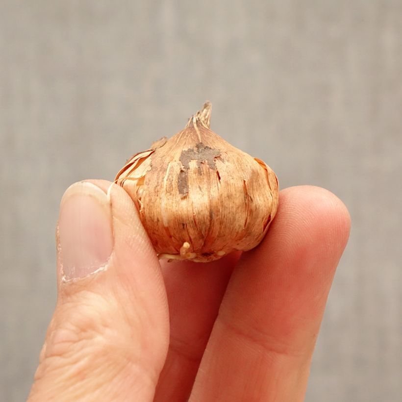 Exemplar von Kleinblütige Gladiole Glamini Tina - Gladiolus Zwiebel Kaliber/Größe 8+ wie im Frühjahr geliefert