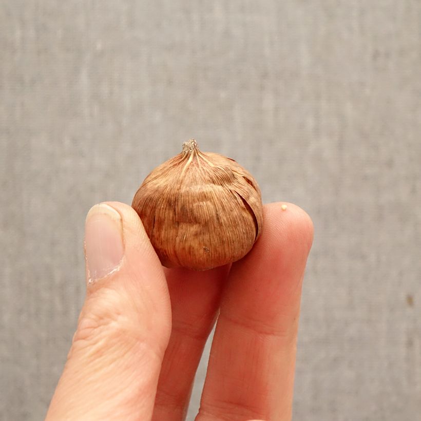 Exemplar von Gladiolus callianthus - Abessinische Gladiole Zwiebel Kaliber/Größe 8+ wie im Frühjahr geliefert