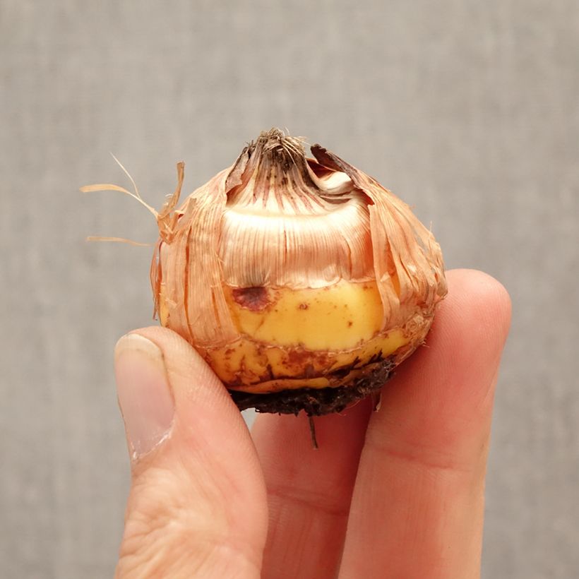 Exemplar von Gladiolus papilio Circus Club - Gladiole Zwiebel Kaliber/Größe 14+ wie im Frühjahr geliefert