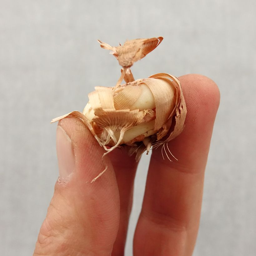 Exemplar von Gladiolus colvillei Nymph - Zwerg-Gladiole Zwiebel Kaliber/Größe 8+ wie im Frühjahr geliefert