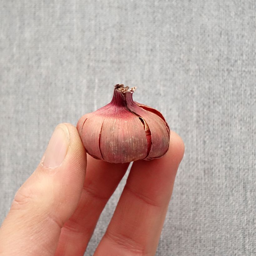 Exemplar von Großblütige Gladiole Dared - Gladiolus Zwiebel Kaliber/Größe 10/12 wie im Frühjahr geliefert