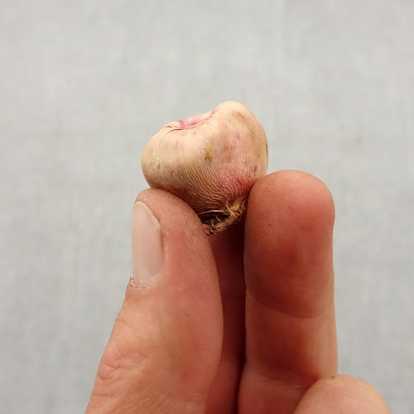 Exemplar von Gladiolus nanus Nathalie - Gladiole Zwiebel Kaliber/Größe 8+ wie im Frühjahr geliefert