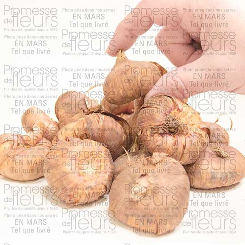 Beispiel eines Exemplars von Großblütige Gladiole Priscilla - Gladiolus Zwiebel Kaliber/Größe 14+ wie geliefert