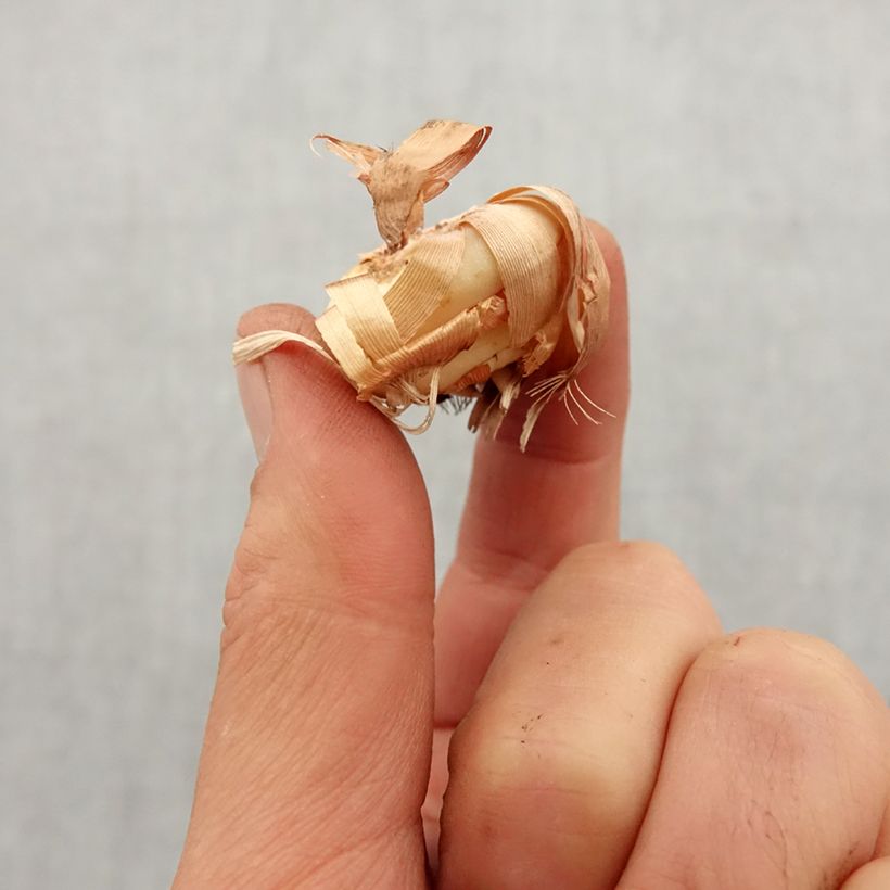 Exemplar von Gladiolus tubergenii Charm - Gladiole Zwiebel Kaliber/Größe 8+ wie im Frühjahr geliefert