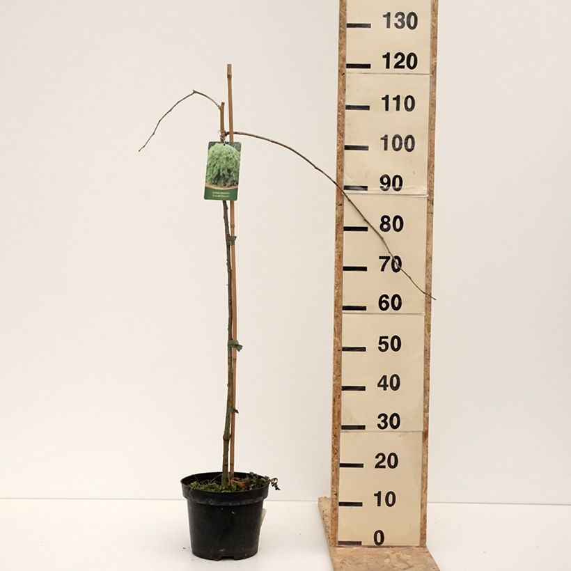 Exemplar von Gleditsia triacanthos Emerald Cascade - Gleditschie Topf mit 12L/15L wie im Winter geliefert