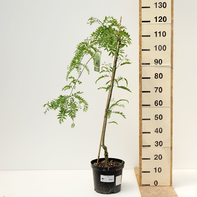 Exemplar von Gleditsia triacanthos Emerald Cascade - Gleditschie Topf mit 12L/15L, Stamm wie im Frühjahr geliefert