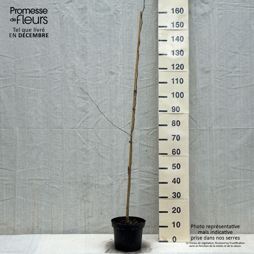 Exemplar von Gleditsia triacanthos - Gleditschie Topf mit 4L/5L wie im Winter geliefert