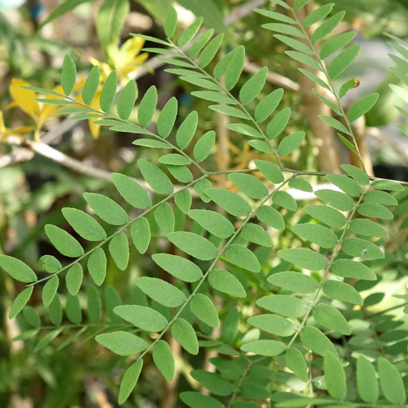 Gleditsia triacanthos Goofy - Gleditschie (Laub)