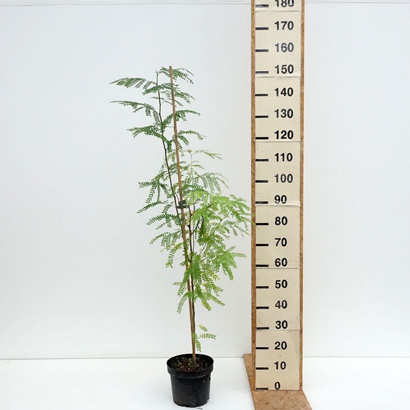 Exemplar von Gleditsia triacanthos Goofy - Gleditschie Topf mit 7,5L/10L wie im Sommer geliefert