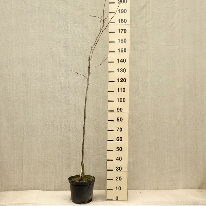Exemplar von Gleditsia triacanthos f.inermis Shademaster - Gleditschie Topf mit 7,5L/10L wie im Herbst geliefert