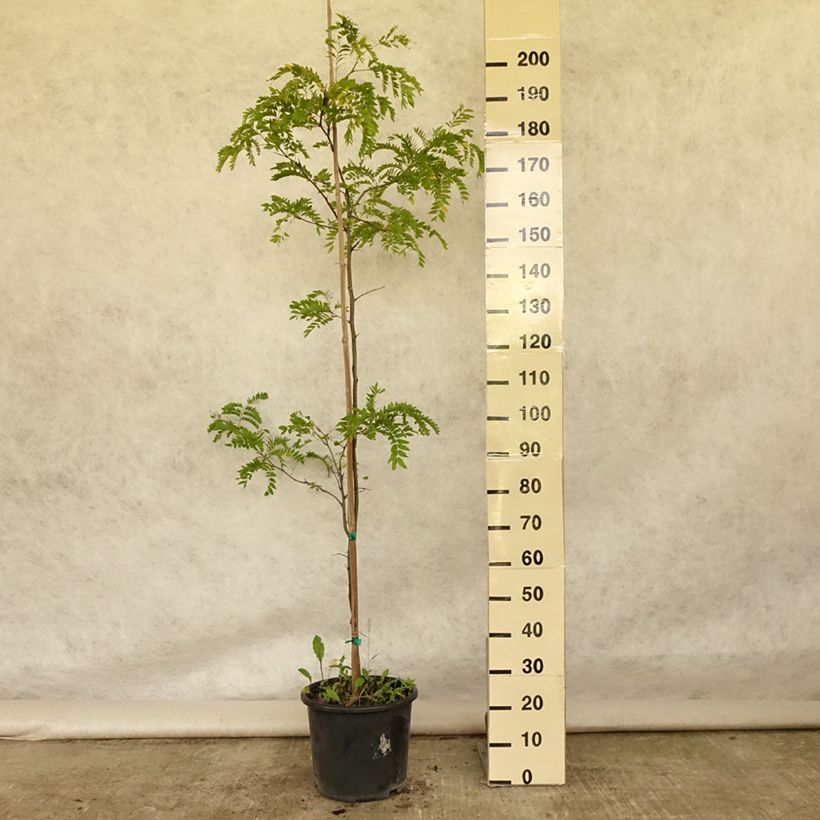 Exemplar von Gleditsia triacanthos f.inermis Skyline - Gleditschie Topf mit 12L/15L wie im Sommer geliefert