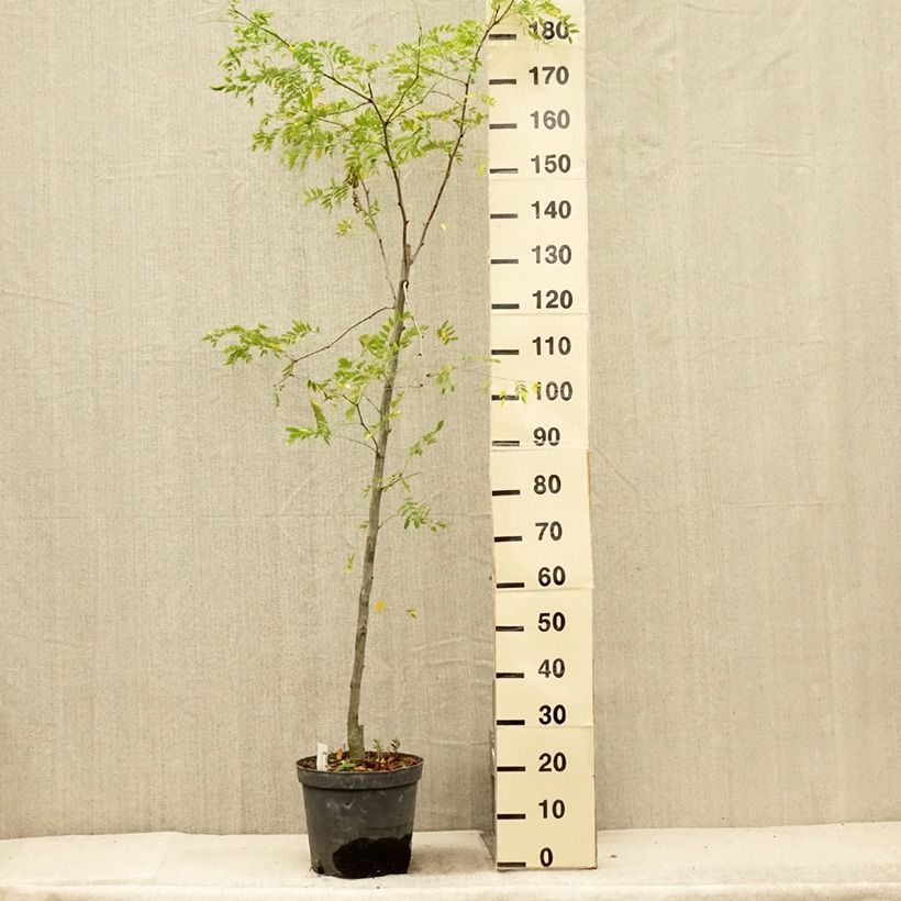 Exemplar von Gleditsia triacanthos f.inermis Skyline - Gleditschie Topf mit 7,5L/10L wie im Sommer geliefert