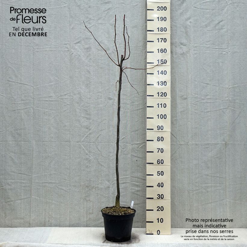 Exemplar von Gleditsia triacanthos f.inermis Skyline - Gleditschie Topf mit 7,5L/10L wie im Herbst geliefert