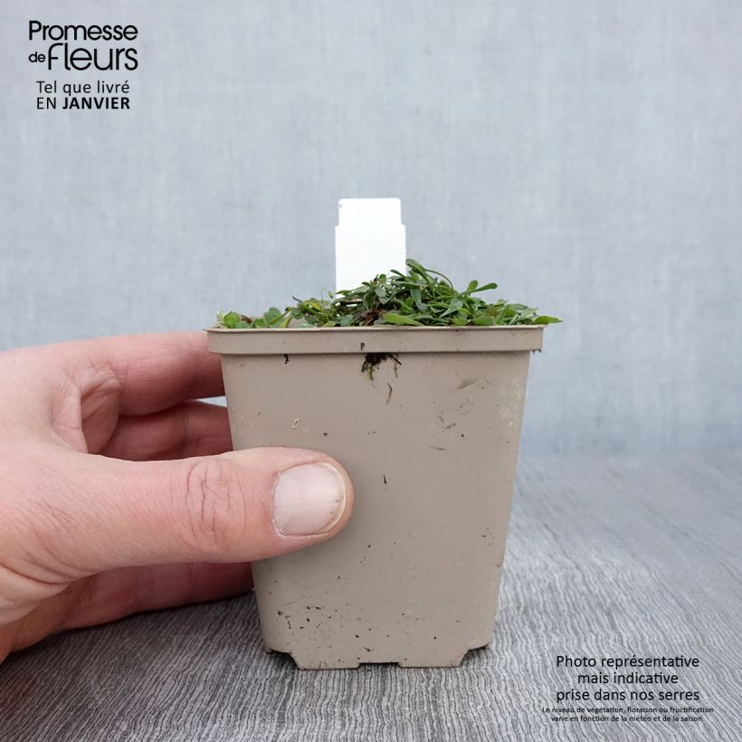 Exemplar von Globularia cordifolia - Kugelblume Kleine Töpfe von 8/9 cm wie im Winter geliefert