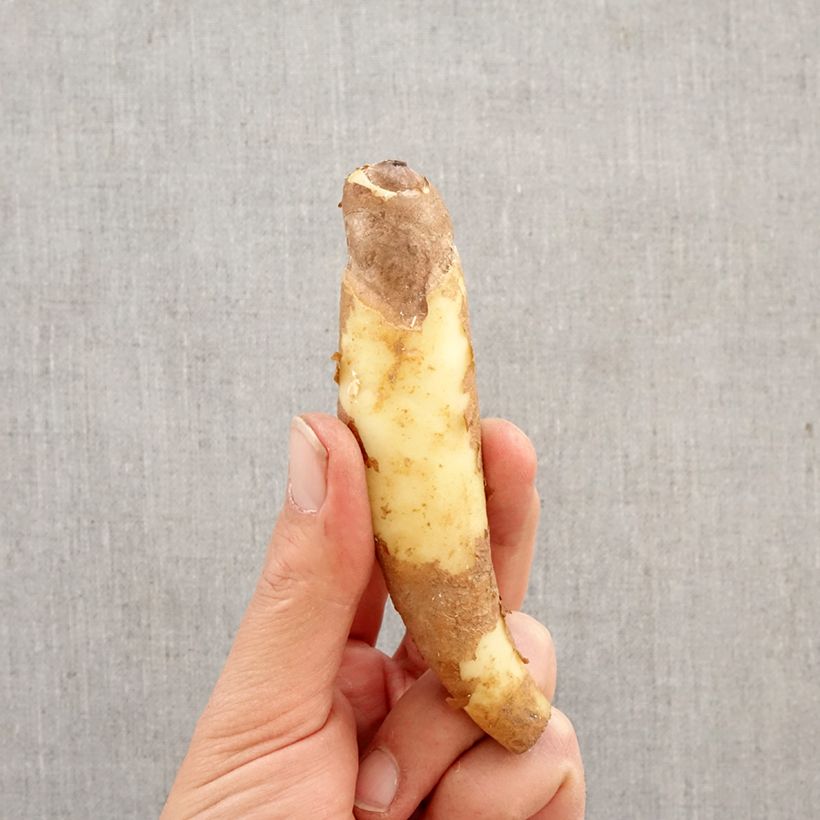 Exemplar von Gloriosa superba var. rothschildiana - Ruhmeskrone Zwiebel wie im Frühjahr geliefert