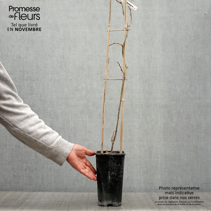 Exemplar von Wisteria sinensis Blue Line - Chinesische Glyzinie Topf mit 2L/3L wie im Herbst geliefert