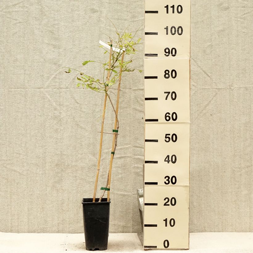Exemplar von Wisteria sinensis Caroline - Chinesische Glyzinie Topf mit 2L/3L wie im Sommer geliefert