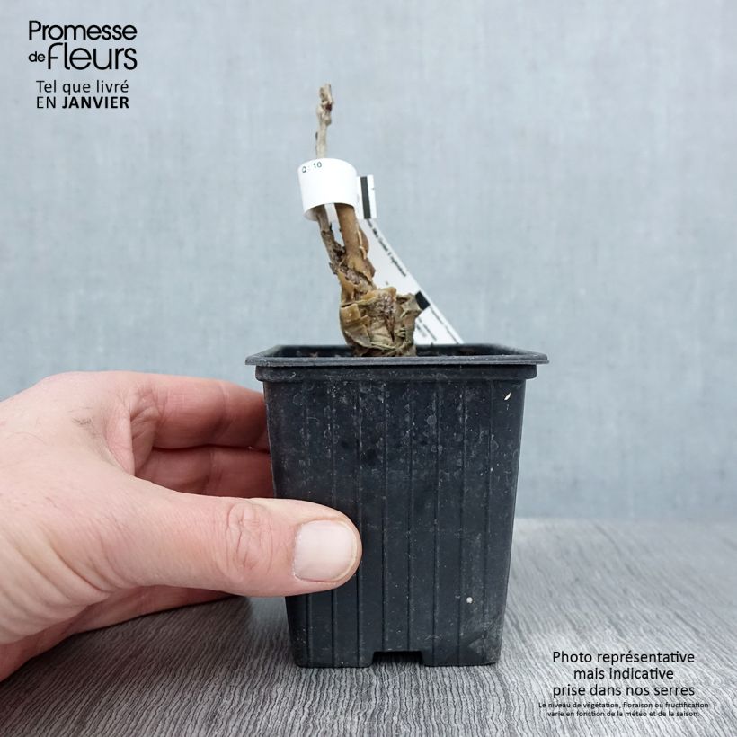 Exemplar von Wisteria sinensis Alba - Chinesische Glyzinie Kleine Töpfe von 8/9 cm wie im Winter geliefert