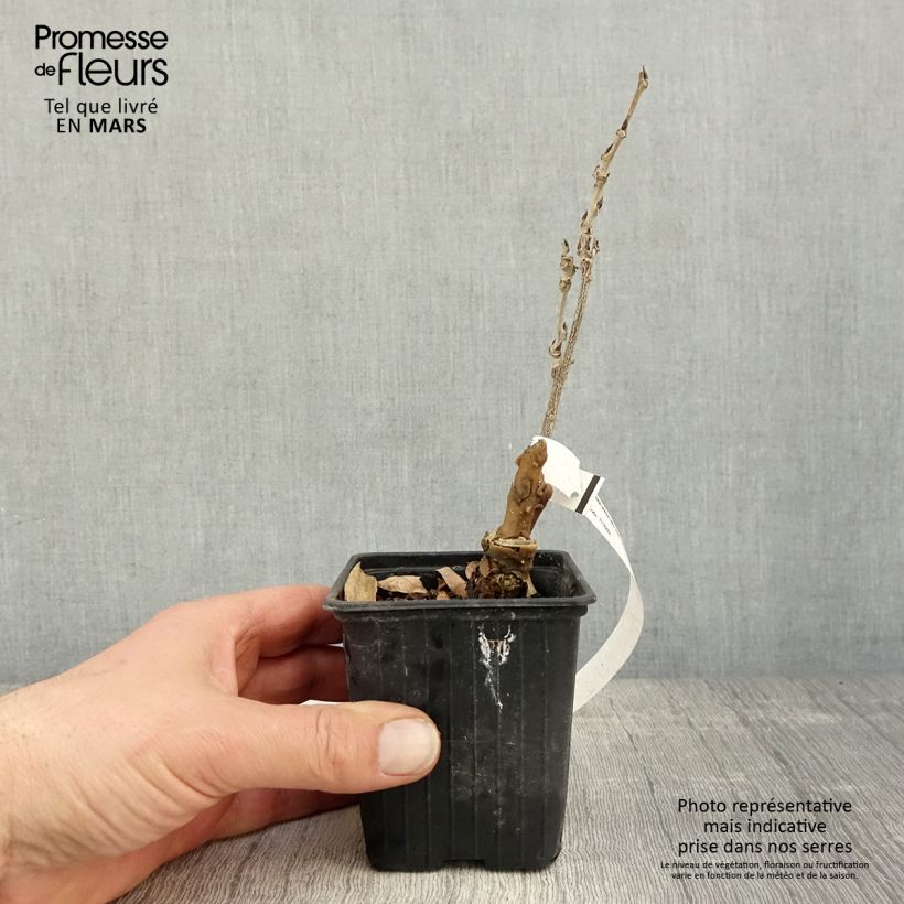 Exemplar von Wisteria sinensis Alba - Chinesische Glyzinie Kleine Töpfe von 8/9 cm wie im Frühjahr geliefert