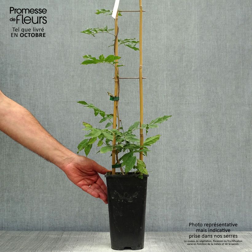 Exemplar von Wisteria sinensis Alba - Chinesische Glyzinie Topf mit 2L/3L wie im Herbst geliefert