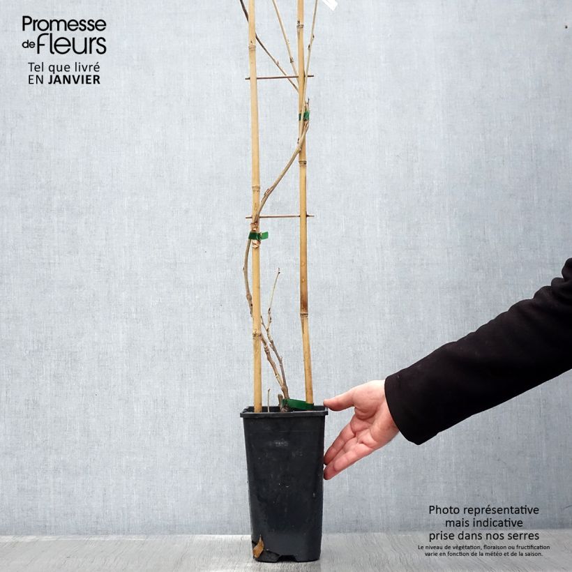 Exemplar von Wisteria sinensis Alba - Chinesische Glyzinie Topf mit 2L/3L wie im Winter geliefert