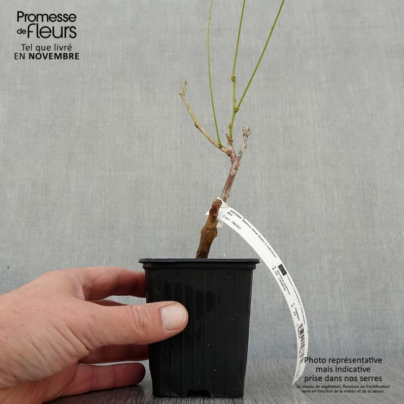 Exemplar von Wisteria sinensis - Chinesische Glyzinie Kleine Töpfe von 8/9 cm wie im Herbst geliefert