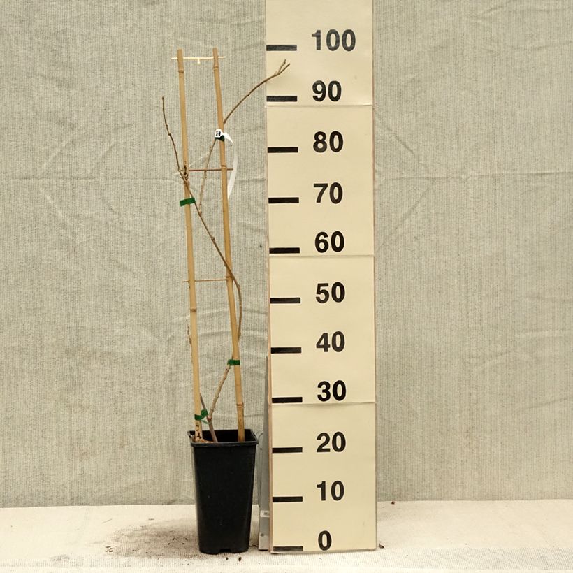 Exemplar von Wisteria sinensis Flore Pleno - Chinesische Glyzinie Topf mit 3L/4L wie im Frühjahr geliefert