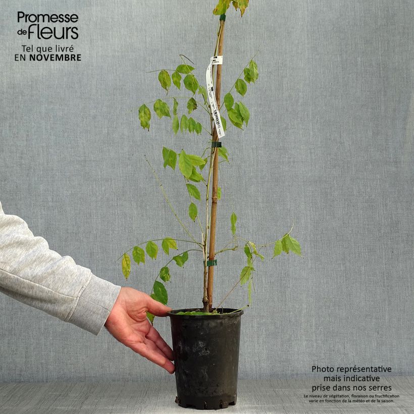 Exemplar von Wisteria sinensis - Chinesische Glyzinie Topf mit 2L/3L wie im Herbst geliefert