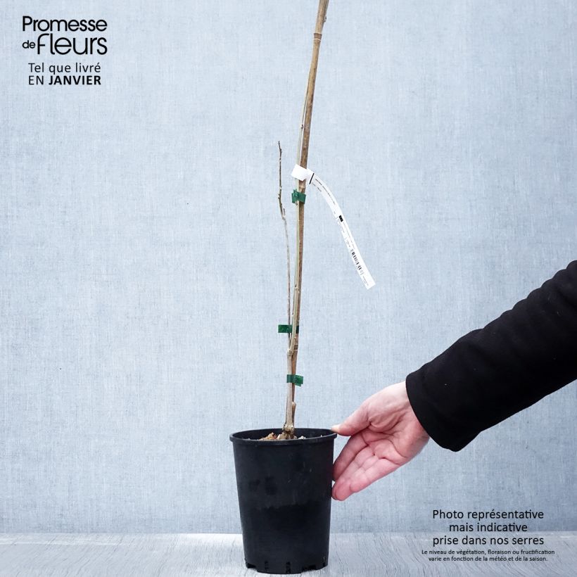 Exemplar von Wisteria sinensis - Chinesische Glyzinie Topf mit 2L/3L wie im Winter geliefert