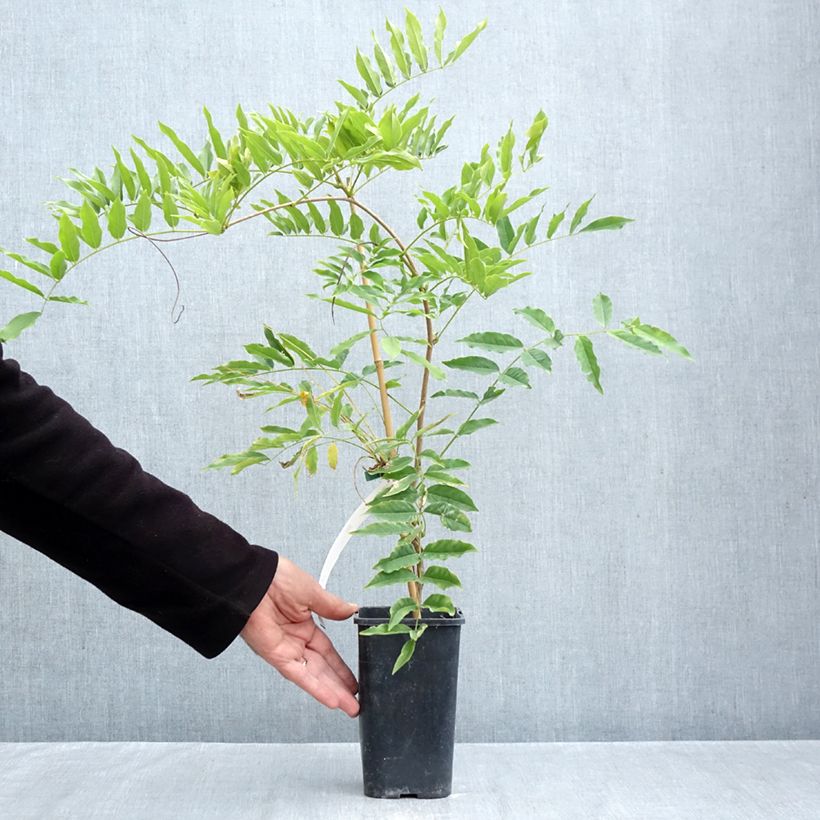 Exemplar von Wisteria formosa - Blauregen Topf mit 1,5L/2L wie im Herbst geliefert