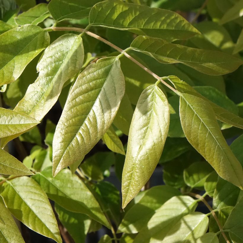 Wisteria brachybotrys Shiro-Beni - Blauregen (Laub)