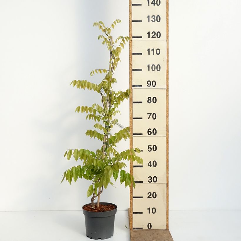 Exemplar von Wisteria brachybotrys Shiro-Beni - Blauregen Topf mit 4L/5L wie im Frühjahr geliefert