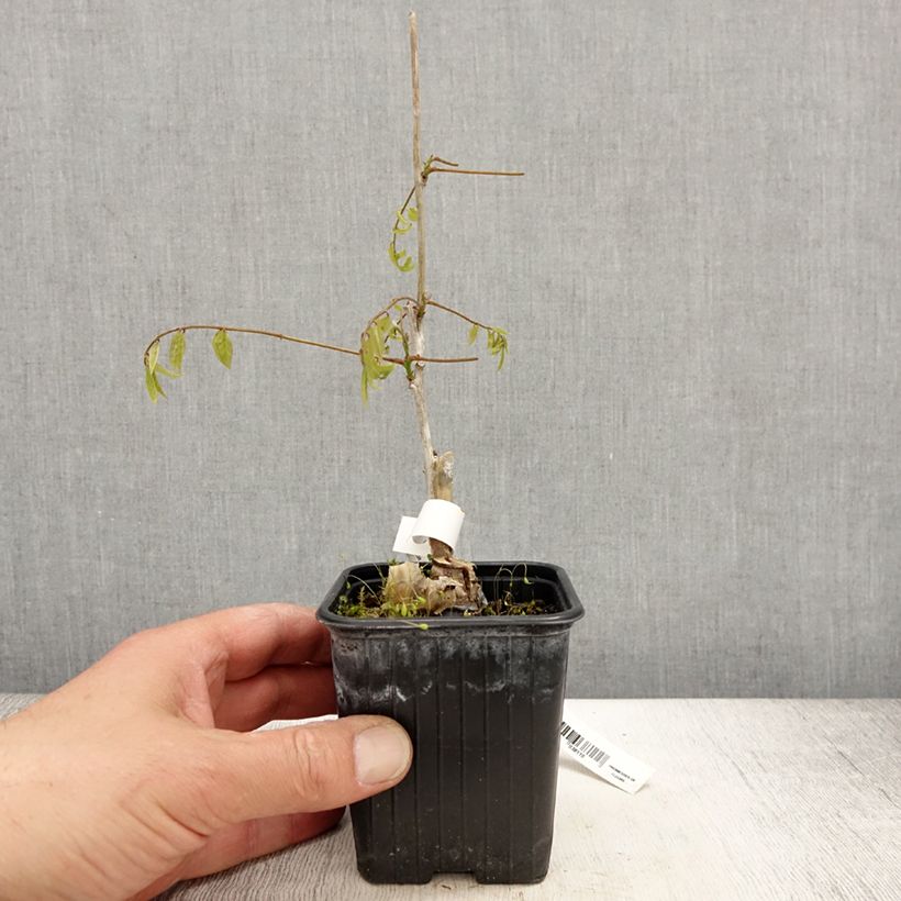 Exemplar von Wisteria floribunda Alba - Reichblütige Glyzinie Kleine Töpfe von 8/9 cm wie im Frühjahr geliefert