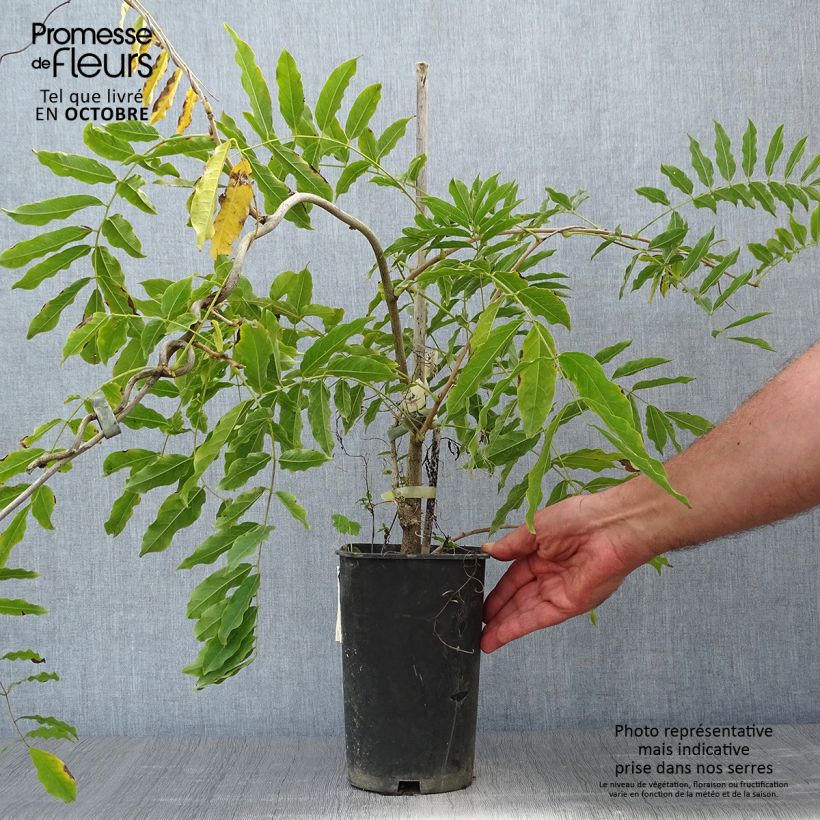 Exemplar von Wisteria floribunda Alba - Reichblütige Glyzinie Topf mit 2L/3L wie im Herbst geliefert