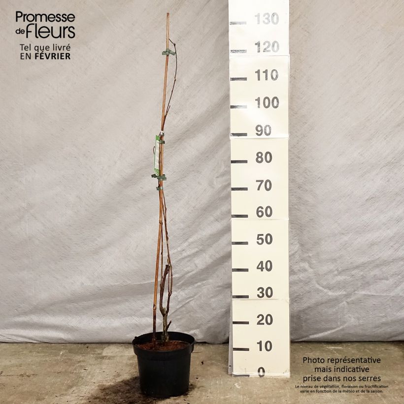 Exemplar von Wisteria floribunda Alba - Reichblütige Glyzinie Topf mit 3L/4L wie im Winter geliefert