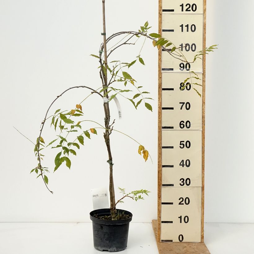 Exemplar von Wisteria floribunda Domino - Reichblütige Glyzinie Topf mit 1,5L/2L wie im Herbst geliefert