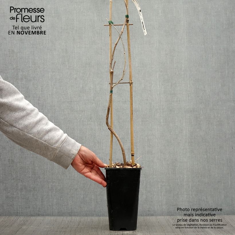 Exemplar von Wisteria floribunda - Reichblütige Glyzinie Topf mit 3L/4L wie im Herbst geliefert