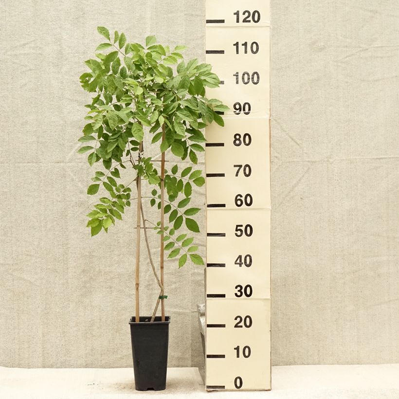 Exemplar von Wisteria floribunda - Reichblütige Glyzinie Topf mit 3L/4L wie im Sommer geliefert