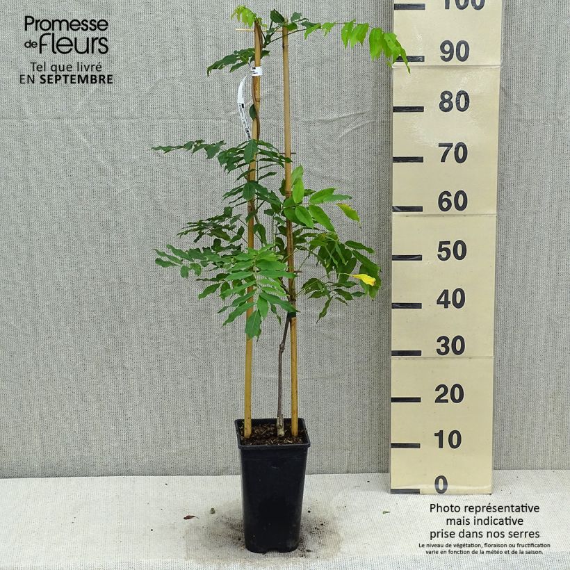 Exemplar von Wisteria floribunda Honbeni - Reichblütige Glyzinie Topf mit 2L/3L wie im Herbst geliefert