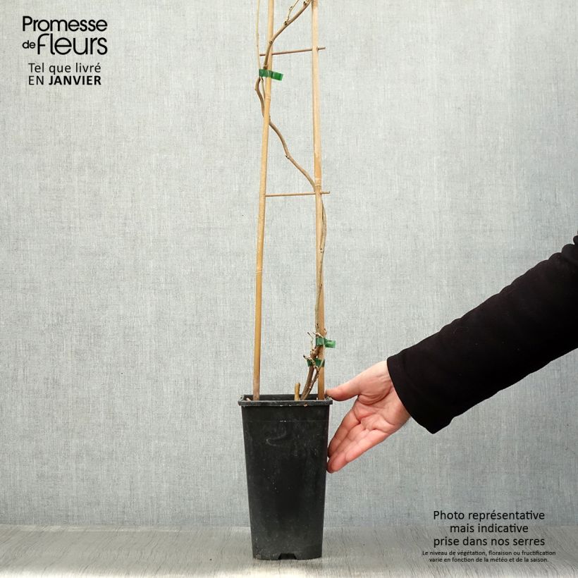 Exemplar von Wisteria floribunda Honbeni - Reichblütige Glyzinie Topf mit 2L/3L wie im Winter geliefert