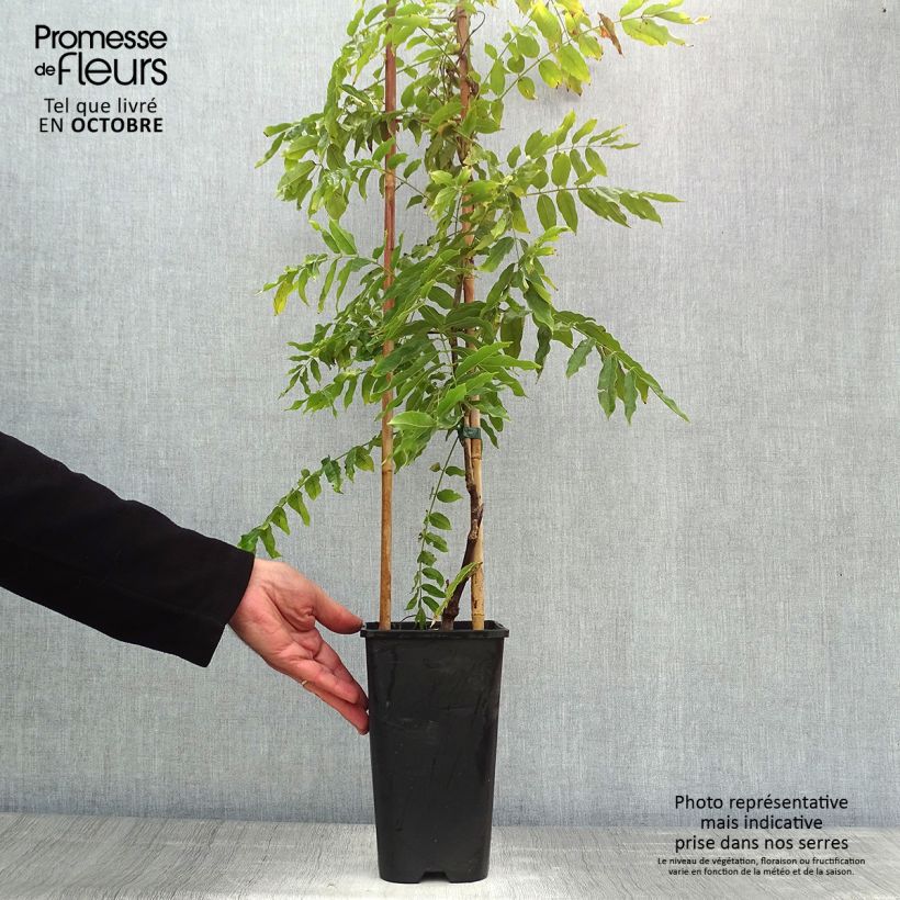 Exemplar von Wisteria floribunda Macrobotrys - Reichblütige Glyzinie Topf mit 2L/3L wie im Herbst geliefert