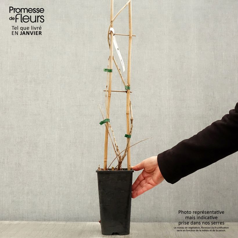 Exemplar von Wisteria floribunda Macrobotrys - Reichblütige Glyzinie Topf mit 2L/3L wie im Winter geliefert