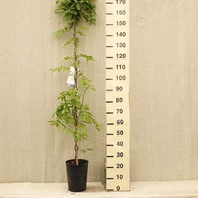 Exemplar von Wisteria floribunda Shiro-noda - Reichblütige Glyzinie Topf mit 4L/5L wie im Sommer geliefert