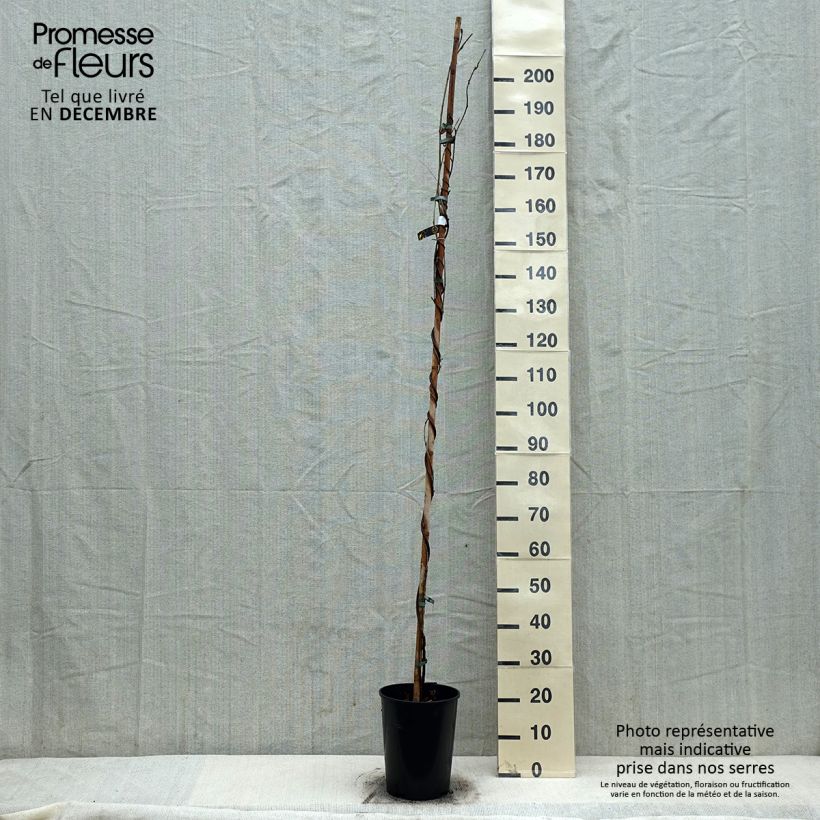 Exemplar von Wisteria floribunda Shiro-noda - Reichblütige Glyzinie Topf mit 4L/5L wie im Winter geliefert