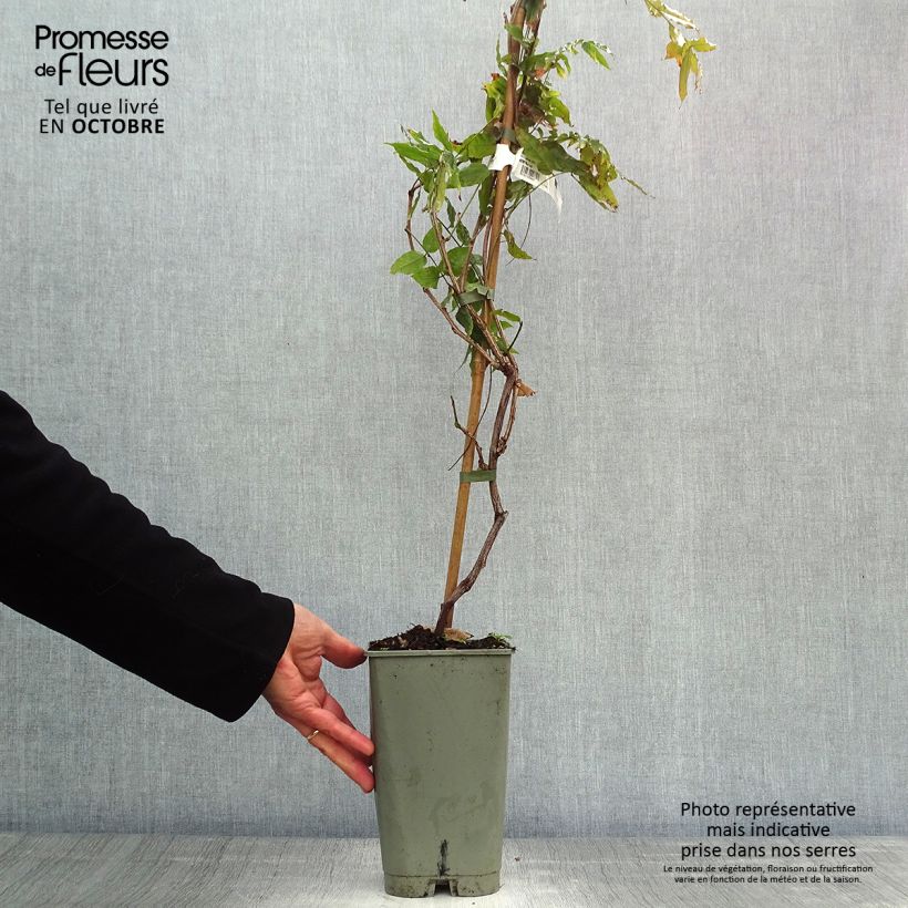 Exemplar von Wisteria floribunda Violacea Plena - Reichblütige Glyzinie Topf mit 2L/3L wie im Herbst geliefert