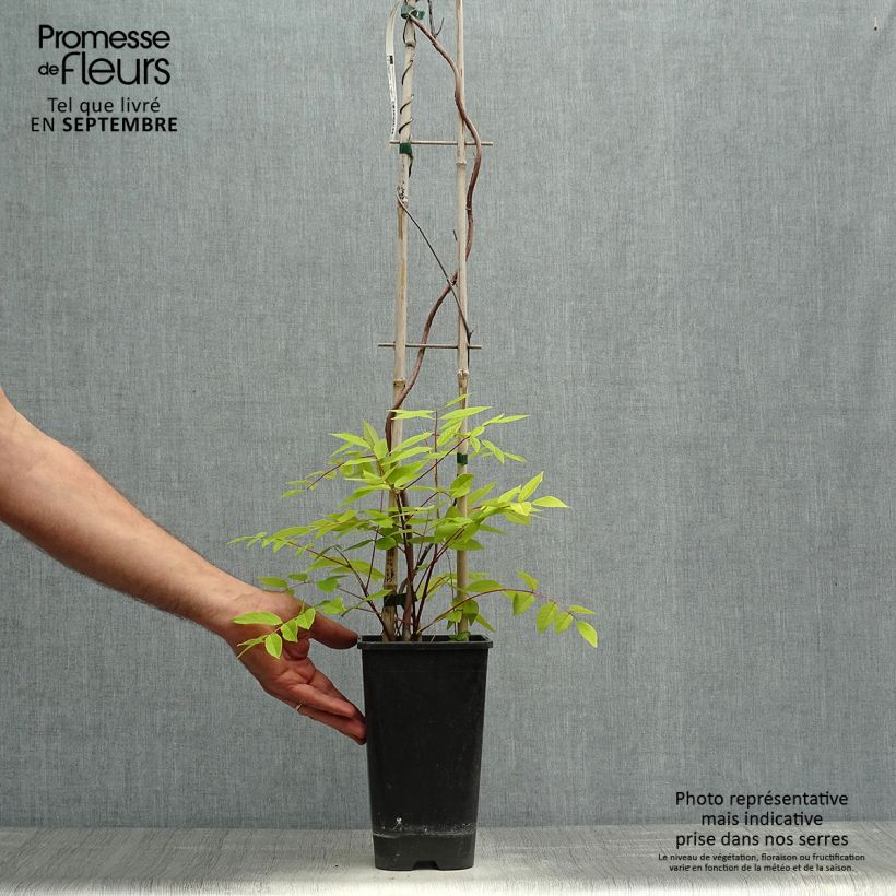 Exemplar von Wisteria frutescens - Blauregen Topf mit 3L/4L wie im Herbst geliefert